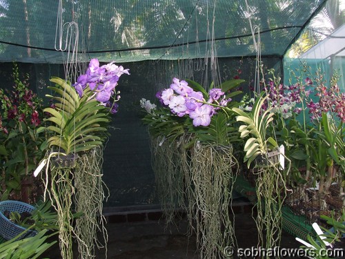 Hanging Vanda